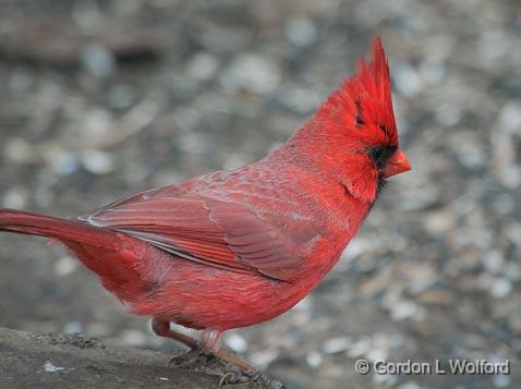 Cardinal On The Ground_24781.jpg - Northern Cardinal (Cardinalis cardinalis) photographed at Ottawa, Ontario, Canada.